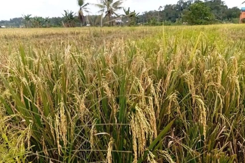 Bupati Mahulu Pede Cetak Sawah 141 Hektare Kelar pada 2026