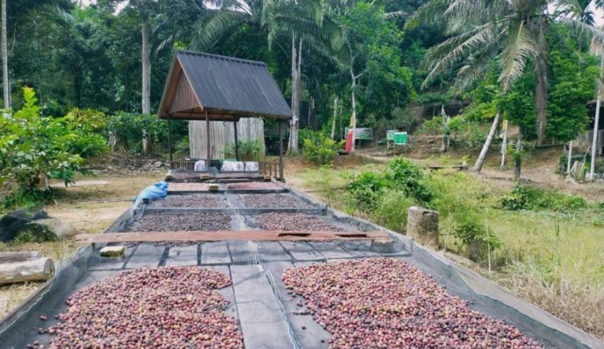 Produk Perhutanan Sosial Kaltim Tembus Pasar Modern hingga Mancanegara