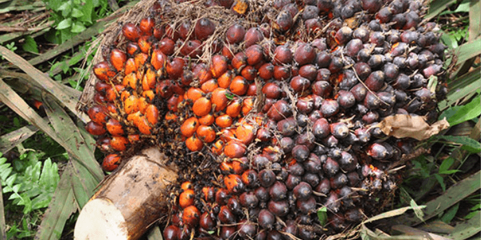 Tandam Buah Segar Sawit Kaltim di Agustus seharga 2.143,58