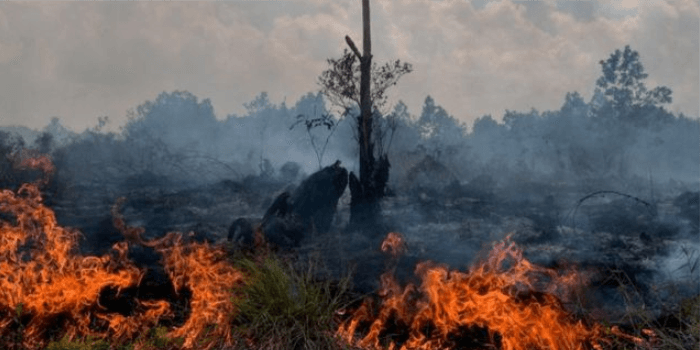 Himbauan BPBD Paser untuk tidak melakukan pembakaran lahan.