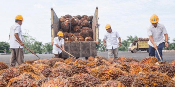 Harga CPO Kembali Naik Setelah Terkoreksi 1% Selama 4 Hari Beruntun