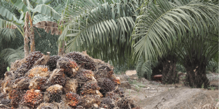 Harga TBS Kelapa Sawit di Kaltim Turun Pada Periode 1-15 Oktober 2023