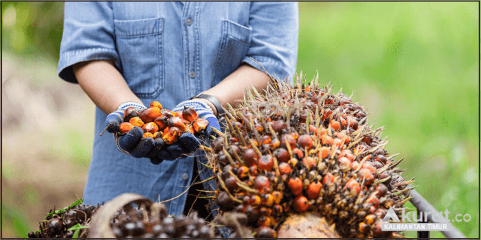 Harga Tandan Buah Segar (TBS) di Kalimantan Timur Meningkat, Petani Bersiap Raih Kesejahteraan